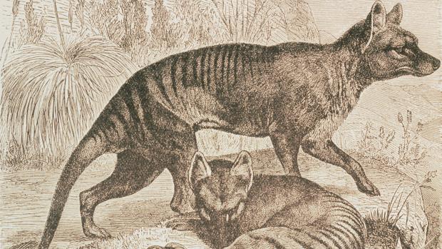 Ilustração do século XIX mostra o tigre-da-Tasmânia ('Thylacinus cynocephalus'), também conhecido como lobo-da-tasmânia. Apesar da aparência de cachorro, ele era um marsupial, portanto mais próximo do canguru do que dos cães
