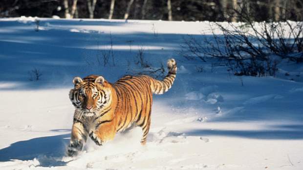 O tigre siberiano, veloz caçador em perigo de extinção