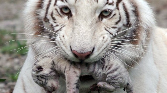 Zoológico da Ucrânia, exibe imagem da tigresa albina ‘Tigrylia’, com filhotes que nasceram no complexo. Um dos bichinhos puxou a mãe e também é um raro tigre albino