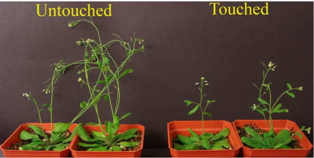 Imagem mostra influência do toque no crescimento de plantas: aquelas tocadas frequentemente tendem a crescer menos e mais lentamente.