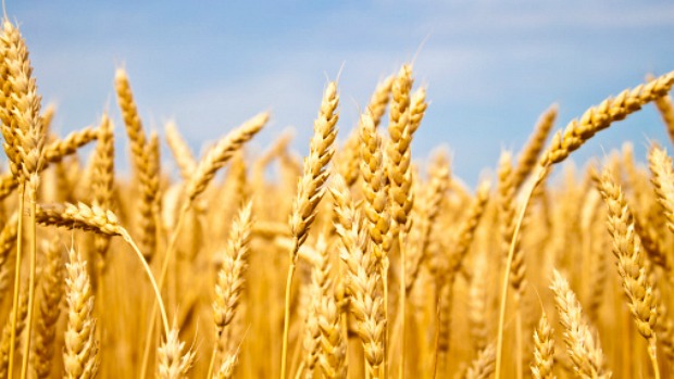 Quantidades elevadas de dióxido de carbono no ar impedem o trigo de produzir todas as proteínas necessárias para seu crescimento e para a nutrição humana