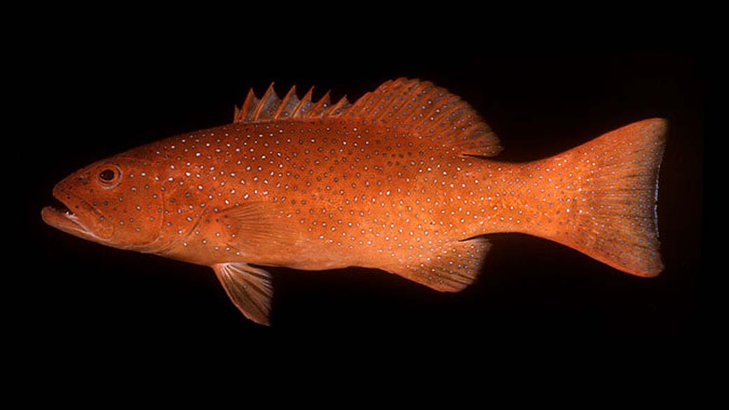 Truta de coral