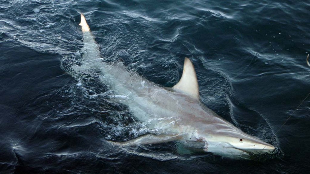 Tubarão híbrido, resultado do encontro de tubarões-de-ponta-negra comuns com as versões australianas da espécie