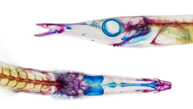 <p>Espécie de peixe (Aulorhynchus flavidus) tingido em cores de azul e vermelho</p>