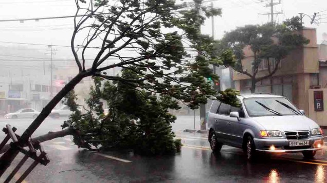 Árvore cai em rua de Yeosu, no sul de Seul, na Coreia do Sul. Os fortes ventos provocados pela passagem do tufão Bolaven derrubaram árvores, semáforos, alagaram ruas e destruíram casas