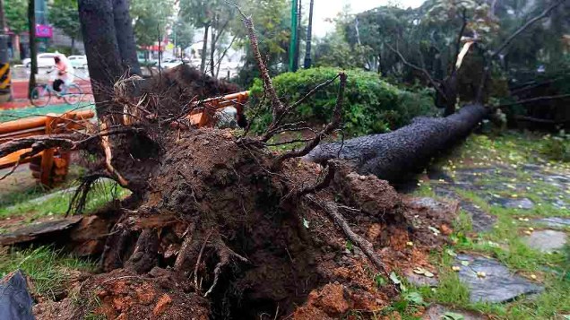 Árvore caída bloqueia passagem em uma de calçada Jeongeup, ao sul de Seul, na Coreia do Sul