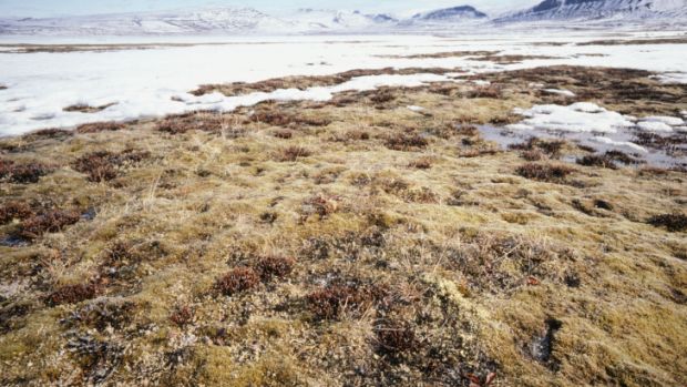 Solo da tundra possui muita matéria orgânica estocada, dizem pesquisadores