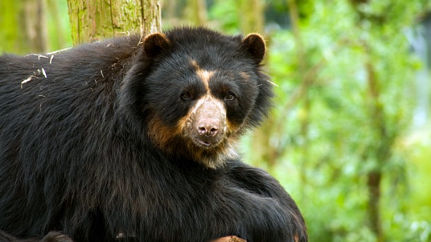 O urso de óculos é a única espécie de urso nativa da América do Sul