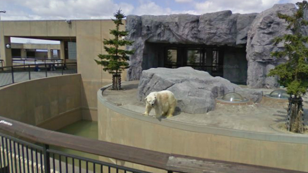 Urso polar no Asahiyama Zoo, no Japão