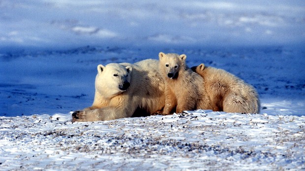 Ursos polares