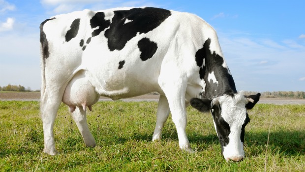 A doença da vaca louca é um problema neurológico normalmente fatal, com sintomas como postura anormal, dificuldade motora, agressividade, perda de peso e queda na produção de leite