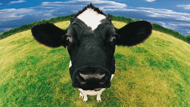 Mesmo que breve, a separação de 'vacas amigas' pode resultar em estresse e produção menor de leite