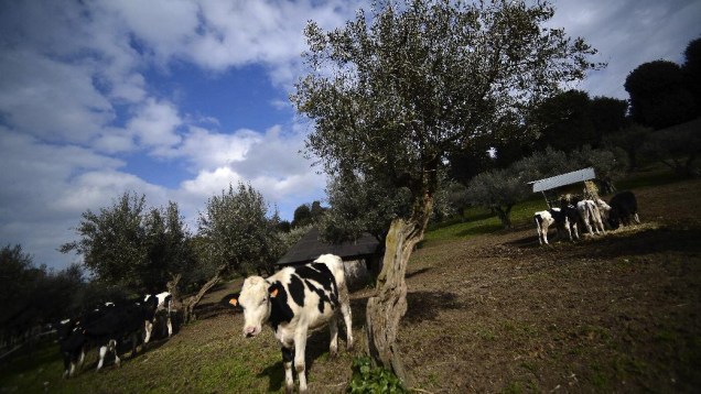 Vacas nos jardins de Castel Gandolfo, que será a residência de Bento XVI por dois meses
