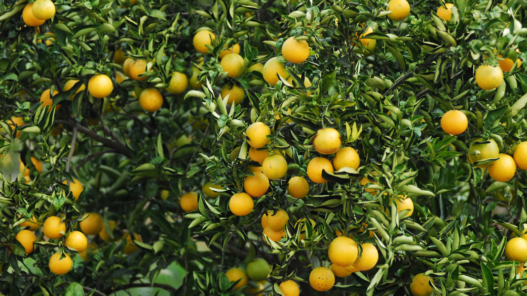 O aumento na estimativa de safra apresentado no LSPA de julho se deve principalmente às culturas de laranja e de milho de segunda safra