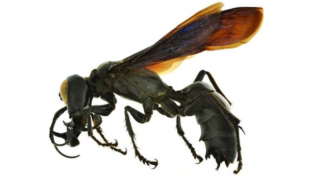Devido ao tamanho, o animal está sendo chamado de "rei das vespas" pelos cientistas