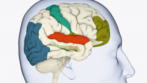 Em azul, a área do cérebro onde a visão é processada