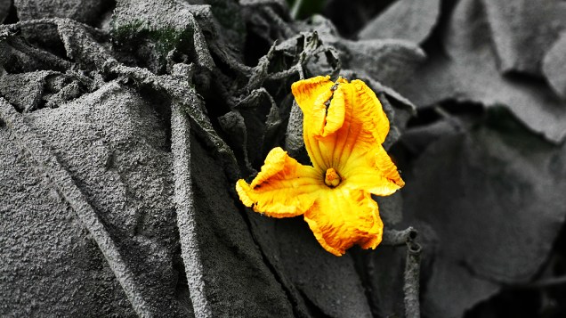 <p>Flor desabrocha de vegetação coberta com cinzas vulcânicas da erupção do Monte Sinabung em Mardingding, norte de Sumatra, Indonésia</p>