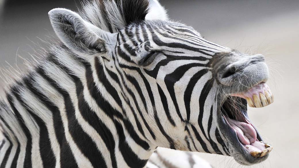 A zebra é um bicho preto com listras brancas ou branco com listras