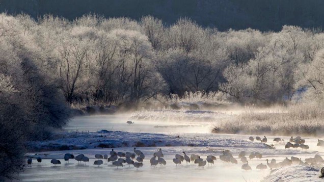 Aves Grous da Manchúria no rio Kushiro, na ilha japonesa de Hokkaido