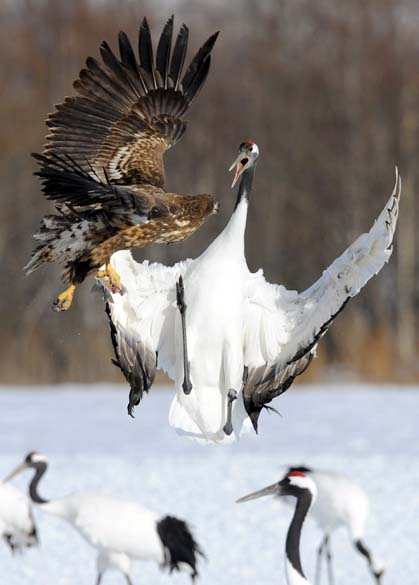 Ave Grou da Manchúria se defende da águia de Steller na ilha japonesa de Hokkaido