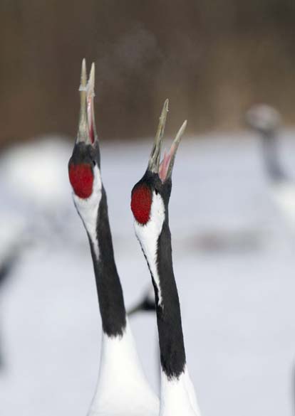 Aves Grous da Manchúria na ilha japonesa de Hokkaido