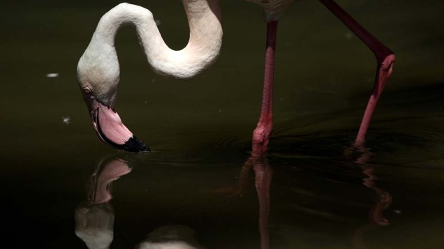Flamingo bebe água no zoológico de Hellabrunn, na Alemanha. O zoológico é hoje o maior da Europa