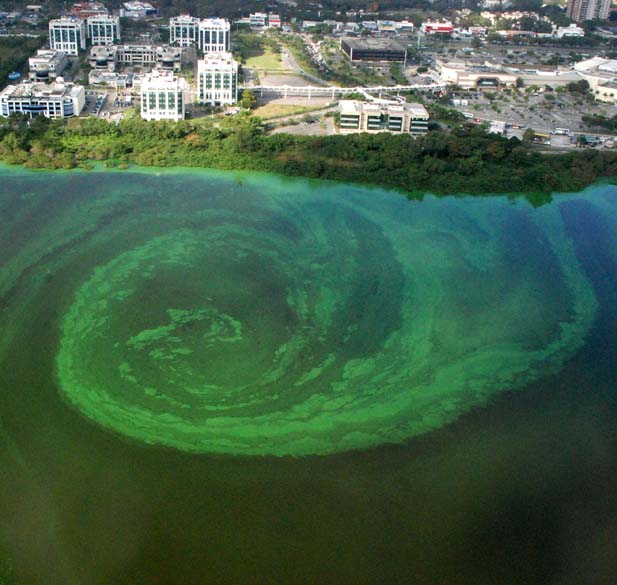 Vista aérea de ciclone de algas na Barra da Tijuca, no Rio de Janeiro - Genilson Araújo/ Parceiro /O Globo