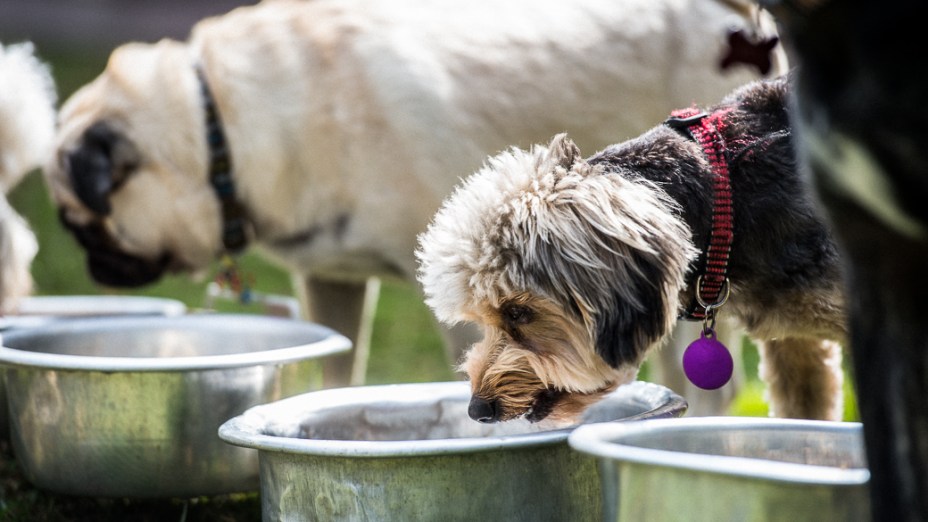 Atividades esportivas para cães ganham espaço no Brasil