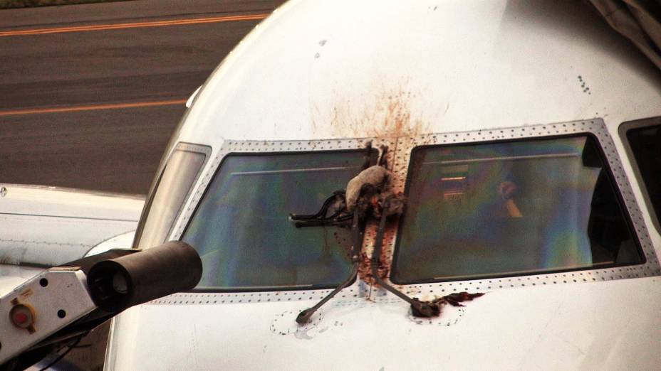 Avião de passageiros foi obrigado a fazer um pouso de emergência em Nova York após se chocar com dois gansos