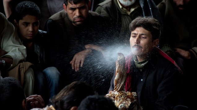Afegão espirra água em seu galo durante rinha dos animais na capital do país, Cabul