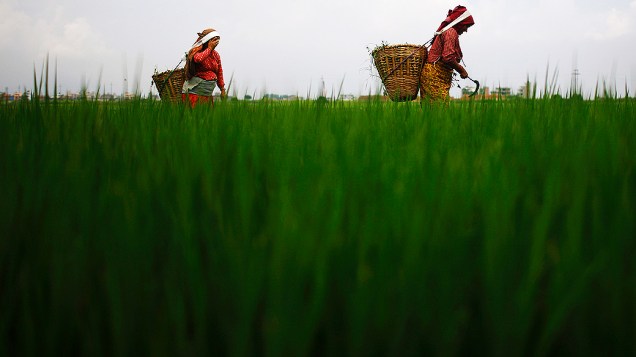 Agricultores carregam grama em cestas para alimentar o gado, num campo de arroz em Lalitpur, no Nepal