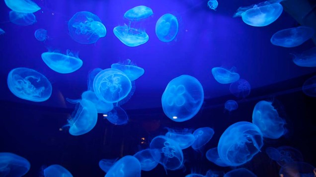 Águas-vivas em aquário no Museu Marinho de Mônaco