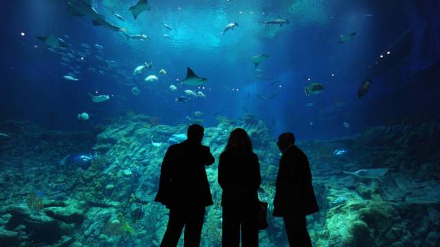 Visitantes observam o novo aquário gigante de Hong Kong, China