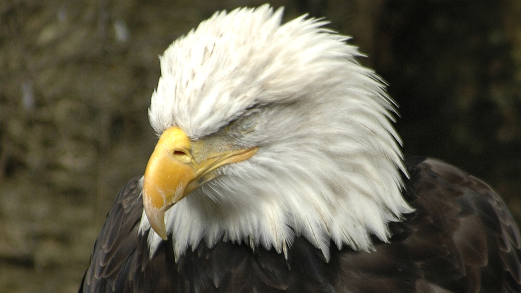 águia símbolo dos EUA