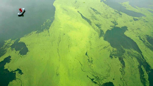 Em Wuhan, China, algas flutuam no rio Yangtze, após fortes chuvas na região