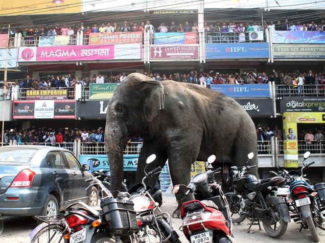 Elefante caminha pelas ruas de Siliguri, na Índia