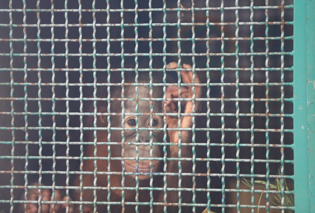 Orangotango Moza é colocado em uma gaiola em Jacarta, Indonésia. Sete orangotangos, incluindo Moza, serão transportados para Sumatra. Os animais serão preparados para voltar à vida selvagem