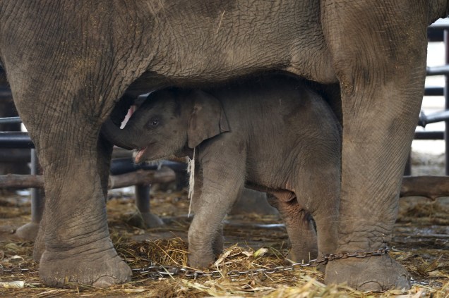 Um elefante bebê é visto sob sua mãe durante a celebração do Dia Nacional do Elefante na cidade antiga de Ayutthaya, na Tailândia