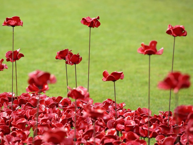 Instalação com papoulas de cerâmica homenageia os mortos na Primeira Guerra Mundial, durante o do Dia do Armistício na Torre de Londres, em Londres - 11/11/2014