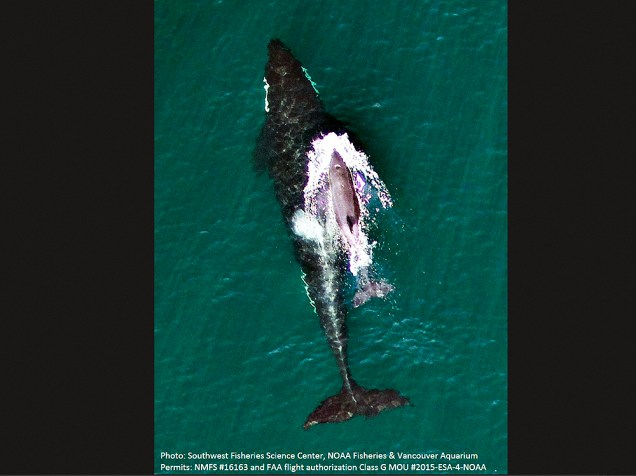 Imagem divulgada pela Agência Oceânica e Atmosférica Nacional dos Estados Unidos (NOAA, na sigla em inglês) mostra a baleia orca L91 nadando com seu filhote, L122, nas águas da Columbia Britânica, Canadá. Esse é o 5º bebê orca nascido desde dezembro de 2014 na população de orcas ameaçadas que vive nas águas do estado de Washington, EUA