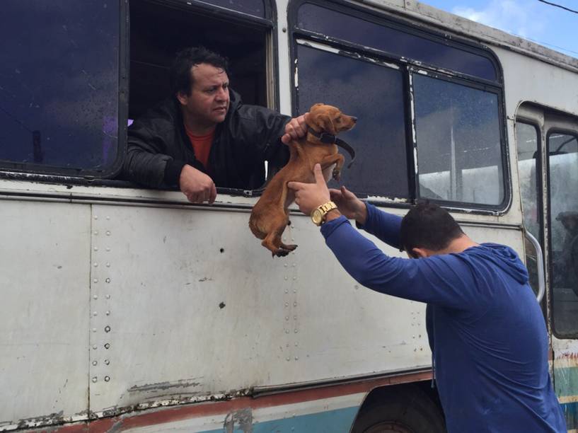 Homem salva filhotes de cachorro de enchente após temporal no RS