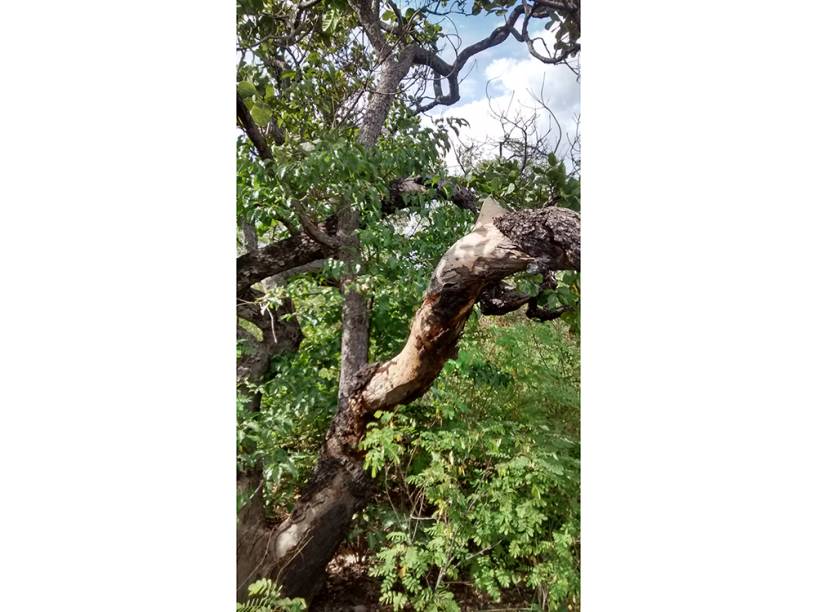 Árvore onde as vítimas de estupro coletivo ficaram amarradas em Castelo do Piauí