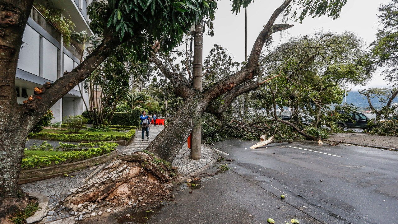 Árvores derrubadas após fortes ventos atingirem a cidade do Rio