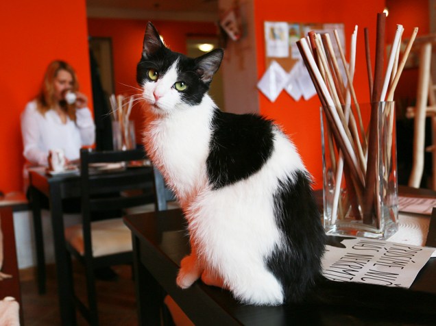 Cafeteria especialmente para gatos, na cidade de Brno, na República Tcheca