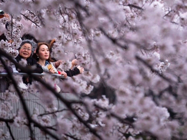 Pessoas observam o desabrochar das cerejeiras em Chidorigafuchi, Tóquio
