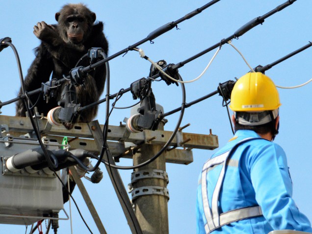 O chimpanzé Chacha foi capturado nesta quinta-feira (14) após fugir do zoológico Yagiyama em Sendai, no Japão
