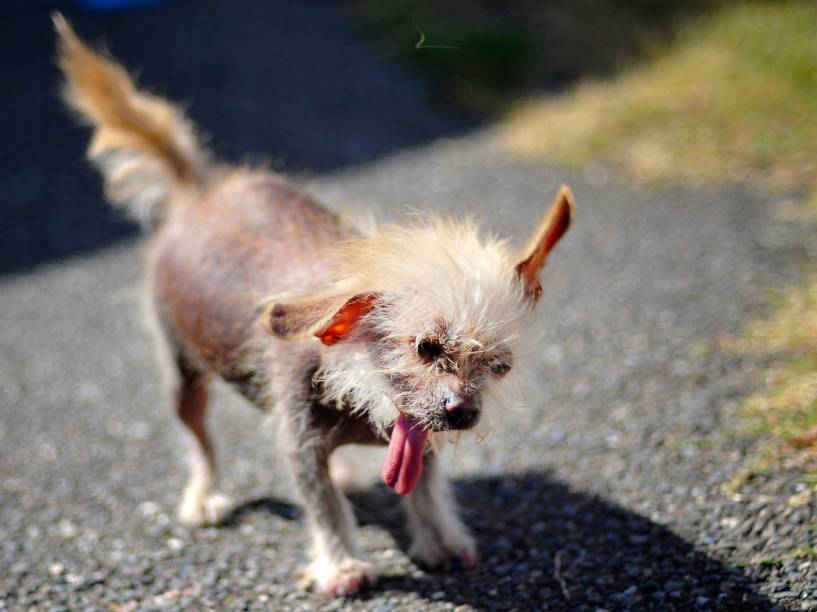 Josie, outro representante dos Cães de Crista Chineses a participar do concurso, se sacode enquanto passeia antes da competição de Cachorro Mais Feio do Mundo, em Petaluma, Califórnia
