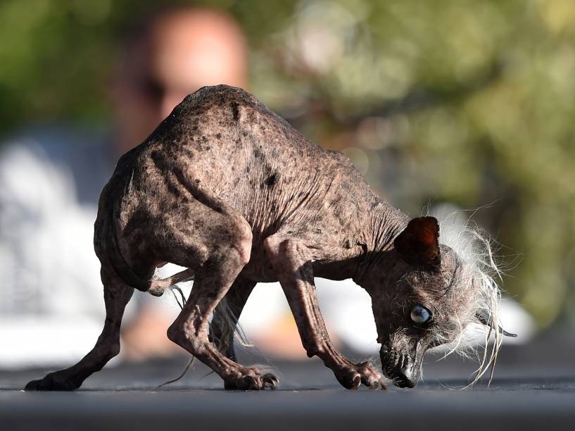 Sweepee Rambo é apresentado para os juízes do concurso de Cachorro Mais Feio do Mundo, em Petaluma, Califórnia