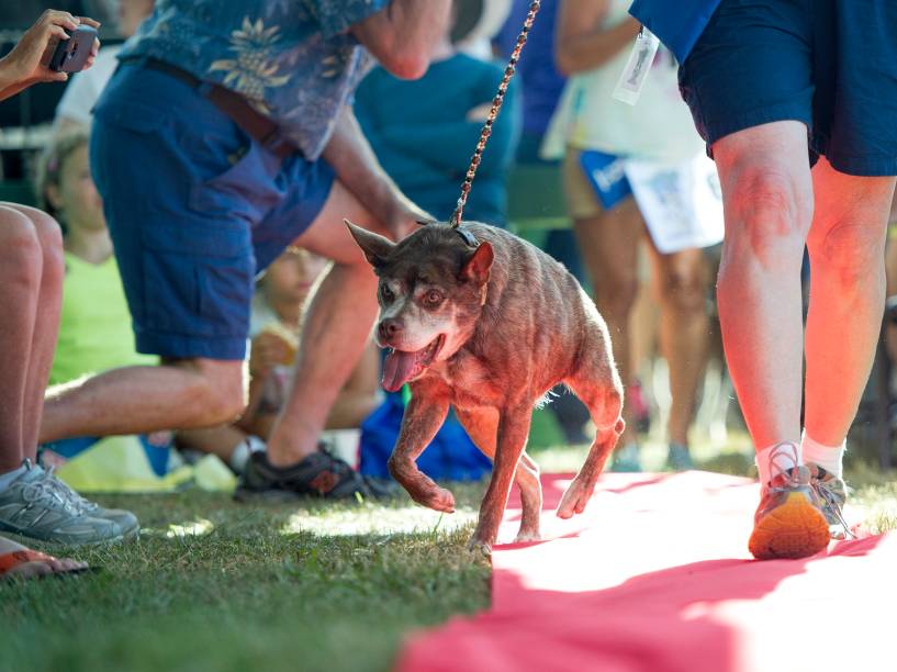 O cão corcunda chamado Quasi Modo caminha pelo tapete vermelho da competição. Quasi Modo foi o grande vencedor do concurso de Cachorro Mais Feio do Mundo, competição tradicional que acontece há 27 anos na Califórnia