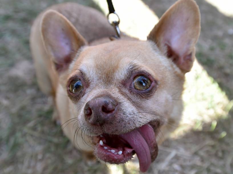 O chihuahua Andre também participa da competição de Cachorro Mais Feio do Mundo, em Petaluma, Califónia